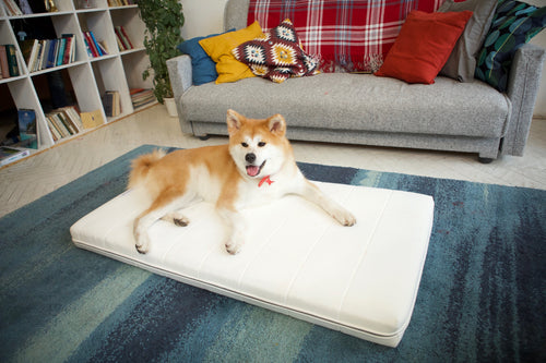 Airweave Partners With First-Ever Canine Ambassador To Show Off Their Comfortable, 100% Washable Mattresses