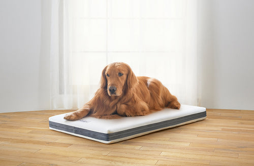 Airweave Debuts Limited Edition Dog Bed In The US